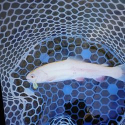 フィッシングレイクたかみや 釣果