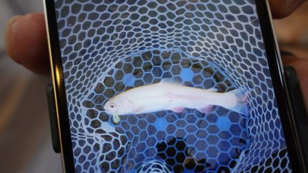 フィッシングレイクたかみや 釣果