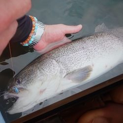 フィッシングレイクたかみや 釣果