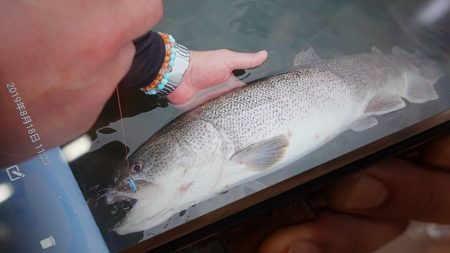 フィッシングレイクたかみや 釣果
