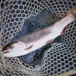 フィッシングレイクたかみや 釣果