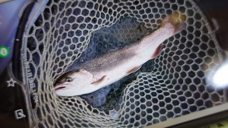 フィッシングレイクたかみや 釣果