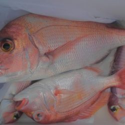 遊漁船 新鋭丸 釣果