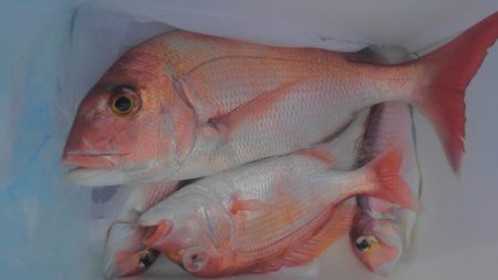 遊漁船 新鋭丸 釣果