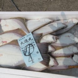 大進丸(新潟) 釣果