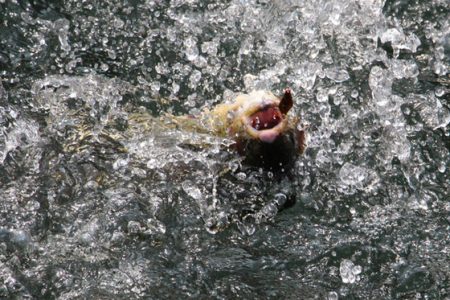 小菅トラウトガーデン 釣果