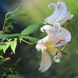 小菅トラウトガーデン 釣果