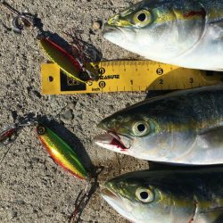 ジャックアイグロッキーをもっと使い込んでみたい！【ハヤブサ（Hayabusa）　ジャックアイグロッキー　インプレッション】