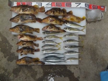 のとじま臨海公園海づりセンター 釣果