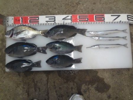 のとじま臨海公園海づりセンター 釣果