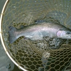 フィッシングエリア帝釈 釣果