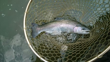 フィッシングエリア帝釈 釣果