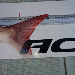 フィッシングボートACE(エース) 釣果