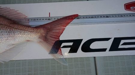 フィッシングボートACE(エース) 釣果