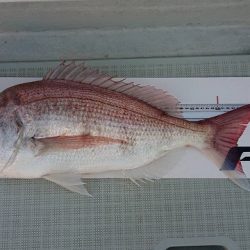 フィッシングボートACE(エース) 釣果