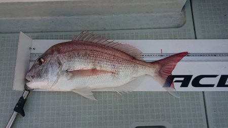 フィッシングボートACE(エース) 釣果