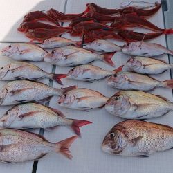 フィッシングボートACE(エース) 釣果