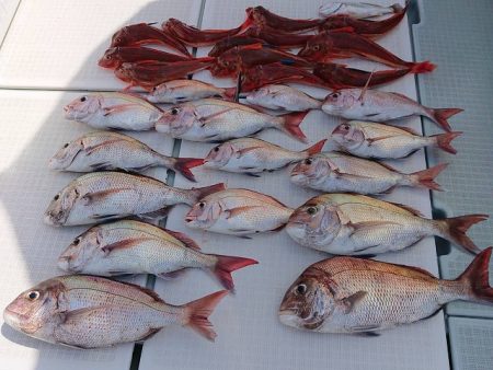 フィッシングボートACE（エース） 釣果