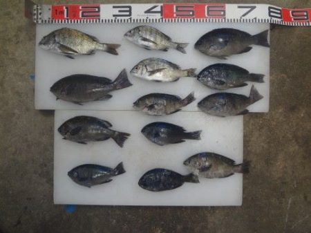 のとじま臨海公園海づりセンター 釣果