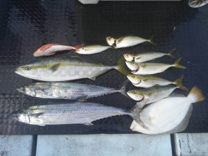 東京湾探釣隊ぼっち 釣果