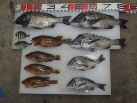 のとじま臨海公園海づりセンター 釣果