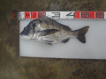 のとじま臨海公園海づりセンター 釣果