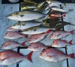 東京湾探釣隊ぼっち 釣果
