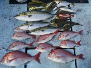 東京湾探釣隊ぼっち 釣果