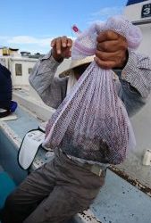 ＫＯＮＡＹＡｰＭＡＲＵ（こなや丸） 釣果