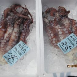 大進丸(新潟) 釣果