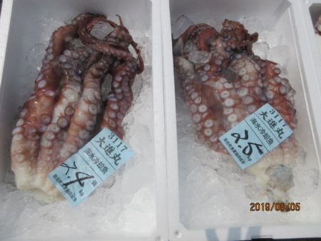 大進丸(新潟) 釣果