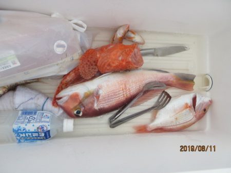 大進丸(新潟) 釣果