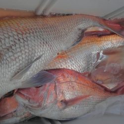 遊漁船 新鋭丸 釣果