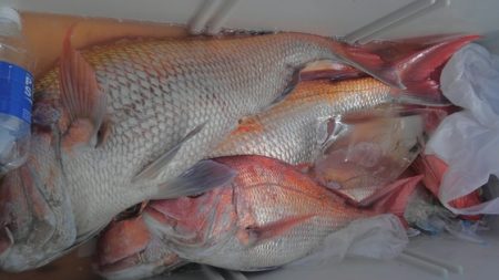 遊漁船 新鋭丸 釣果