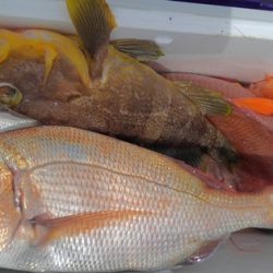 遊漁船 新鋭丸 釣果