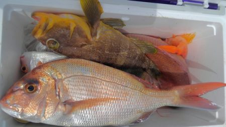 遊漁船 新鋭丸 釣果