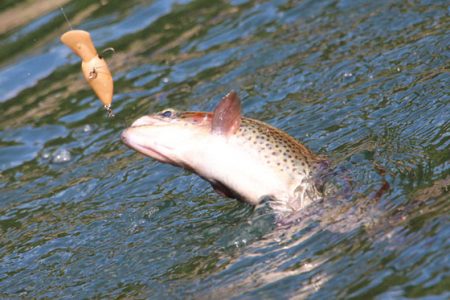 小菅トラウトガーデン 釣果