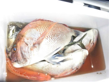 鯛紅丸 釣果