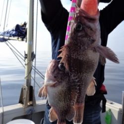 鯛紅丸 釣果