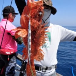 鯛紅丸 釣果
