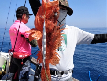 鯛紅丸 釣果