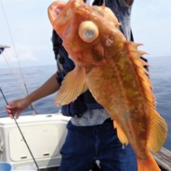 鯛紅丸 釣果