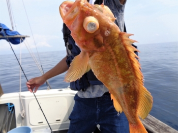 鯛紅丸 釣果