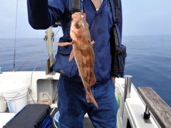 鯛紅丸 釣果