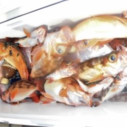 鯛紅丸 釣果