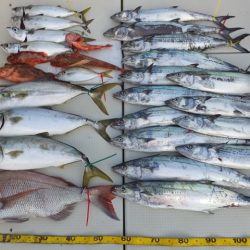 Hit Rush(ヒット ラッシュ) 釣果