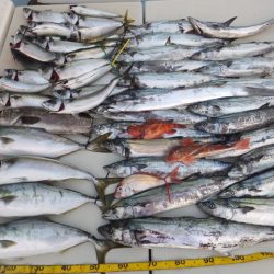 Hit Rush(ヒット ラッシュ） 釣果