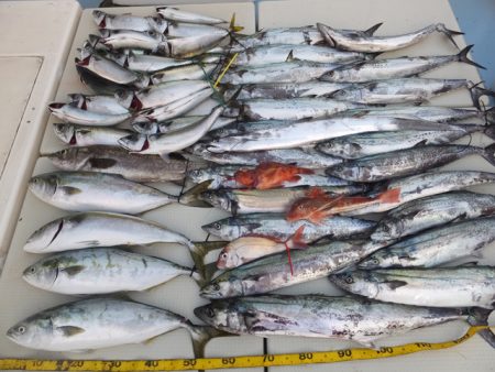 Hit Rush(ヒット ラッシュ） 釣果…