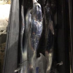 釣船 浦島太郎 釣果