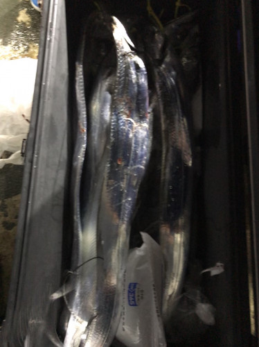 釣船 浦島太郎 釣果